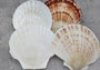 Irish Deep Baking Scallop Seashells - Pecten Yessoensis - (4 shells approx. 4+ Inches). Four white ribbed shells laid out together. Copyright 2022 SeaShellSupply.com.