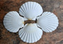 Irish Baking Scallop Seashells Large Pecten Yessoensis (4 shells approx. 4+ inches) White Brown Scallop Shells for baking crafts & décor!