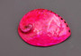 Polished Hot Neon Pink Midas Abalone - Haliotis Midae - (1 shell approx. 5-6 inches). One pink spiral glazed shell with wide opening and small spiral off to one side. Copyright 2022 SeaShellSupply.com.