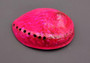 Polished Hot Neon Pink Midas Abalone - Haliotis Midae - (1 shell approx. 5-6 inches). One pink spiral glazed shell with wide opening and small spiral off to one side. Copyright 2022 SeaShellSupply.com.