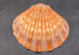 Polished Orange Lions paw scallop Pecten Subnodosus - (1 scallop approx. 5 inches). One polished orange tinted ribbed wide opened shell. Copyright 2022 SeaShellSupply.com.