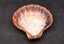 Polished Orange Lions paw scallop Pecten Subnodosus - (1 scallop approx. 5 inches). One polished orange tinted ribbed wide opened shell. Copyright 2022 SeaShellSupply.com.