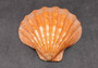 Polished Orange Lions paw scallop Pecten Subnodosus - (1 scallop approx. 5 inches). One polished orange tinted ribbed wide opened shell. Copyright 2022 SeaShellSupply.com.