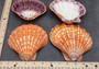 Polished Orange Lions paw scallop Pecten Subnodosus - (1 scallop approx. 5 inches). One polished orange tinted ribbed wide opened shell. Copyright 2022 SeaShellSupply.com.