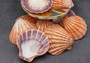 Polished Orange Lions paw scallop Pecten Subnodosus - (1 scallop approx. 5 inches). One polished orange tinted ribbed wide opened shell. Copyright 2022 SeaShellSupply.com.