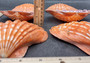 Polished Orange Lions paw scallop Pecten Subnodosus - (1 scallop approx. 5 inches). One polished orange tinted ribbed wide opened shell. Copyright 2022 SeaShellSupply.com.