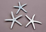  Blue Grey Finger Starfish Linckia Laevigata (3 starfish approx. 3+ inches) Colorful seastars for coastal display crafts art or collecting! Coastal textured beautiful starfish. Copy right 2024 SeaShellSupply.com\n