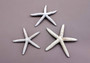  Blue Grey Finger Starfish Linckia Laevigata (3 starfish approx. 3+ inches) Colorful seastars for coastal display crafts art or collecting! Coastal textured beautiful starfish. Copy right 2024 SeaShellSupply.com\n