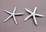 Blue Gray Finger Starfish Linckia Laevigata (2 starfish approx. 5+ inches) Blue seastars ideal for ocean display crafts art or collecting! Coastal textured beautiful starfish. Copy right 2024 SeaShellSupply.com\n