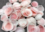 Light Pink Rose Tellin Halves (65+ shells approx. quarter+ inches). Light pink shells in a pile. Copyright 2022 SeaShellSupply.com.