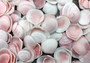 Light Pink Tellin Seashell Rose Petal Halves (approx. 0.25 cup 20+ shells 0.75+ inches) Copyright 2024 SeaShellSupply.com.