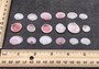 Light Pink Tellin Seashell Rose Petal Halves (approx. 0.25 cup 20+ shells 0.75+ inches) Copyright 2024 SeaShellSupply.com.