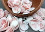 Light Pink Rose Tellin Halves (65+ shells approx. quarter+ inches). Light pink shells in a pile. Copyright 2022 SeaShellSupply.com.