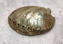 Green Abalone Seashell (5-6 Inch) B GRADE - Haliotis Fulgens. The back side of the rainbow colored ombre shell. Copyright 2022 SeaShellSupply.com.