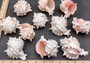Pink Murex Shell Murex Erythrostomus (2 shells approx. 3+ inches) BL-178 Copyright 2022 SeaShellSupply.com.