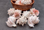 Pink Murex Shell Murex Erythrostomus (2 shells approx. 3+ inches) BL-178 Copyright 2022 SeaShellSupply.com.