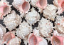 Pink Murex Shell Murex Erythrostomus (2 shells approx. 3+ inches) BL-178 Copyright 2022 SeaShellSupply.com.