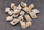 Medium Frog Seashells Creamy Tan Bursa Rana (8 shells approx. 1+ inches) Good for small hermit crabs art projects crafts or ocean décor! Small spiral shells. SeaShellSupply.com