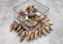 Assorted Miter Seashells Brown Striped (approx. 10+ shells 1.25+ inches) Quality natural sea shells for art crafts & collecting! SeaShellSupply.com