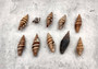 Assorted Miter Seashells Brown Striped (approx. 10+ shells 1.25+ inches) Quality natural sea shells for art crafts & collecting! SeaShellSupply.com