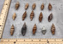 Assorted Miter Seashells Brown Striped (approx. 10+ shells 1.25+ inches) Quality natural sea shells for art crafts & collecting! SeaShellSupply.com