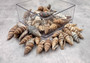 Assorted Miter Seashells Brown Striped (approx. 10+ shells 1.25+ inches) Quality natural sea shells for art crafts & collecting! SeaShellSupply.com