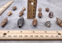 Assorted Miter Seashells Brown Striped (approx. 10+ shells 1.25+ inches) Quality natural sea shells for art crafts & collecting! SeaShellSupply.com