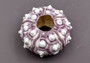 XXL Purple Sea Sputnik Sea Urchin Phyllacanthus Parvispinus (1 urchin approx. 3+ inches) Quality natural sea shells for crafts & collecting! Coastal textured beautiful purple and white sea urchin. Copy right 2024 SeaShellSupply.com\n