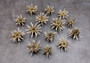 Green Sputnik Sea Urchin with Spines Plococidaris Verticillata (2 urchins approx. 1.5+ inches) Green Urchin Shell for display & collecting! (TE-228) Copyright 2024 SeaShellSupply.com