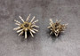 Green Sputnik Sea Urchin with Spines Plococidaris Verticillata (2 urchins approx. 1.5+ inches) Green Urchin Shell for display & collecting! (TE-228) Copyright 2024 SeaShellSupply.com