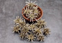 Green Sputnik Sea Urchin with Spines Plococidaris Verticillata (2 urchins approx. 1.5+ inches) Green Urchin Shell for display & collecting! (TE-228) Copyright 2024 SeaShellSupply.com