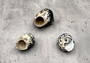 West Indian Top Shell or Magpie Seashells Striped Cittarium Pica (3 shells approx. 1.25+ inch) - B Grade SS-037 Copyright 2024 SeaShellSupply.com.