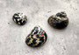 West Indian Top Shell or Magpie Seashells Striped Cittarium Pica (3 shells approx. 1.25+ inch) - B Grade SS-037 Copyright 2024 SeaShellSupply.com.