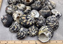 West Indian Top Shell or Magpie Seashells Striped Cittarium Pica (3 shells approx. 1.25+ inch) - B Grade SS-037 Copyright 2024 SeaShellSupply.com.