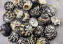 West Indian Top Shell or Magpie Seashells Striped Cittarium Pica (3 shells approx. 1.25+ inch) - B Grade SS-037 Copyright 2024 SeaShellSupply.com.