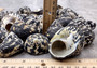 West Indian Top Shell or Magpie Seashells Striped Cittarium Pica (3 shells approx. 1.25+ inch) - B Grade SS-037 Copyright 2024 SeaShellSupply.com.