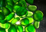 Beach Sea Glass Rounded Green Frosted Tumbled Pebbles (approx. 1 Kilo 2.2 pounds. 1-1.5 inch). Green Beach Glass pebbles. Copyright 2022 SeaShellSupply.com.