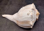 Image of large gorgeous Left Handed Streaked Knobbed Whelk. Ranging in color from creamy tan to gray and even purple.  Copyright 2024 SeashellSupply.com