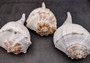 Image of large gorgeous Left Handed Streaked Knobbed Whelk. Ranging in color from creamy tan to gray and even purple.  Copyright 2024 SeashellSupply.com