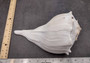 Image of large gorgeous Left Handed Streaked Knobbed Whelk. Ranging in color from creamy tan to gray and even purple.  Copyright 2024 SeashellSupply.com