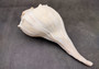 Left Handed Whelk Busycon Contrarium (1 shell approx. 9+ inches