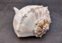Image of large gorgeous Left Handed Streaked Knobbed Whelk. Ranging in color from creamy tan to gray and even purple.  Copyright 2024 SeashellSupply.com