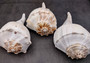 Image of large gorgeous Left Handed Streaked Knobbed Whelk. Ranging in color from creamy tan to gray and even purple.  Copyright 2024 SeashellSupply.com