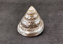 Pearlized Trochus Seashell Trochus Niloticus (1 shell approx. 3 - 4 inches) B GRADE. One glossy silver, white, ivory Pearlized Conical sea shell. Copyright 2024 SeaShellSupply.com