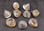 Pearlized Trochus Seashell Trochus Niloticus (1 shell approx. 3 - 4 inches) B GRADE. One glossy silver, white, ivory Pearlized Conical sea shell. Copyright 2024 SeaShellSupply.com