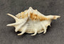 Large Scorpion Spider Conch Seashell Lambis Scorpio (1 shell approx. 3+ inches) B GRADE. One white, orange, brown conch shell with spines growing from mouth. Copyright 2024 SeaShellSupply.com