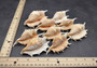 Large Scorpion Spider Conch Seashell Lambis Scorpio (1 shell approx. 3+ inches) B GRADE. One white, orange, brown conch shell with spines growing from mouth. Copyright 2024 SeaShellSupply.com