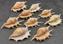 Large Scorpion Spider Conch Seashell Lambis Scorpio (1 shell approx. 3+ inches) B GRADE. One white, orange, brown conch shell with spines growing from mouth. Copyright 2024 SeaShellSupply.com