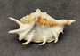 Large Scorpion Spider Conch Seashell Lambis Scorpio (1 shell approx. 3+ inches) B GRADE. One white, orange, brown conch shell with spines growing from mouth. Copyright 2024 SeaShellSupply.com