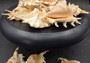 Large Scorpion Spider Conch Seashell Lambis Scorpio (1 shell approx. 3+ inches) B GRADE. One white, orange, brown conch shell with spines growing from mouth. Copyright 2024 SeaShellSupply.com